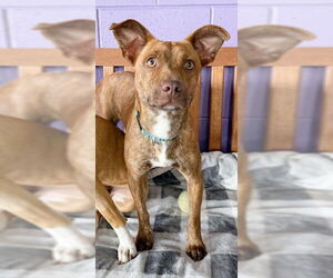 Mutt Dogs for adoption in Genesee, WI, USA