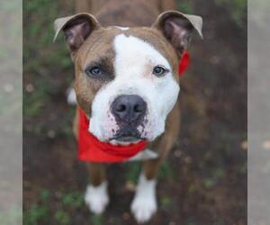 American Staffordshire Terrier-Unknown Mix Dogs for adoption in San Antonio, TX, USA