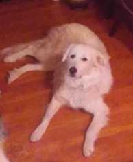 Medium Photo #1 Great Pyrenees Puppy For Sale in CORNING, NY, USA