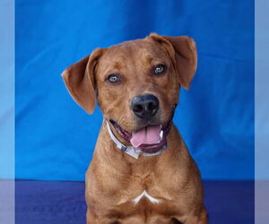 Retriever -Unknown Mix Dogs for adoption in Pasadena, CA, USA