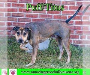 Black and Tan Coonhound-Labrador Retriever-Mastiff Mix Dogs for adoption in Pensacola, FL, USA