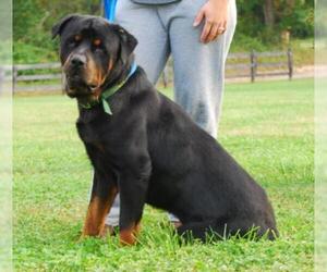 Rottweiler Dogs for adoption in Chesapeake City, MD, USA