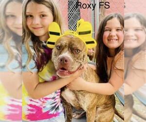 Bullboxer Pit Dogs for adoption in Columbus, IN, USA
