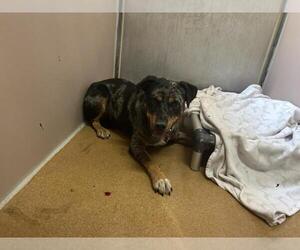 Labrottie Dogs for adoption in Martinez, CA, USA