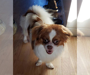 Pekingese-Unknown Mix Dogs for adoption in Antioch, CA, USA