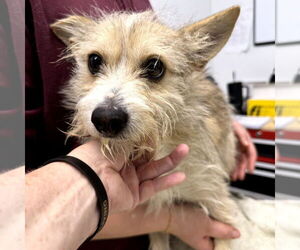 Cairn Terrier-Unknown Mix Dogs for adoption in Chico, CA, USA