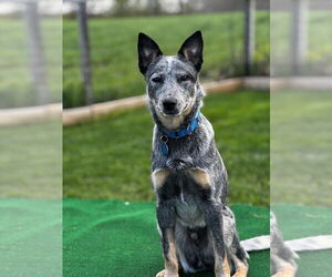 Mutt Dogs for adoption in Garden City, NY, USA