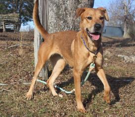 Labrador Retriever-Mountain Cur Mix Dogs for adoption in Tuskegee, AL, USA