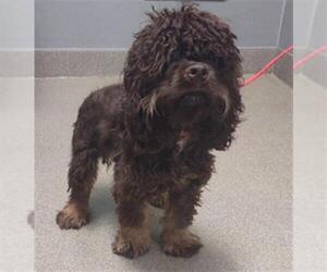 Cockapoo (Miniature) Dogs for adoption in Las Vegas, NV, USA