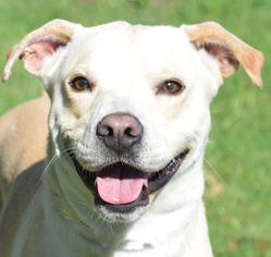 American Pit Bull Terrier-Unknown Mix Dogs for adoption in Englewood, FL, USA