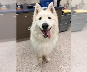 Alaskan Malamute Dogs for adoption in Brighton, CO, USA