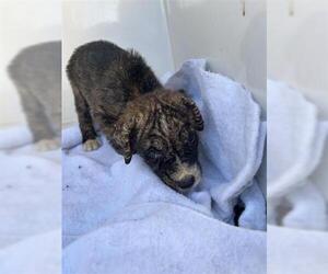 Medium Photo #2 American Bulldog-Unknown Mix Puppy For Sale in Houston, TX, USA