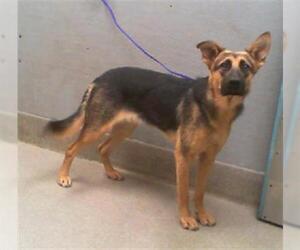 German Shepherd Dog-Unknown Mix Dogs for adoption in Las Vegas, NV, USA