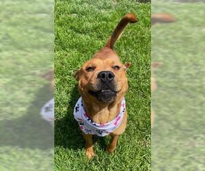 American Pit Bull Terrier-Unknown Mix Dogs for adoption in Tulsa, OK, USA