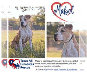 American Pit Bull Terrier Dogs for adoption in Lillian, TX, USA