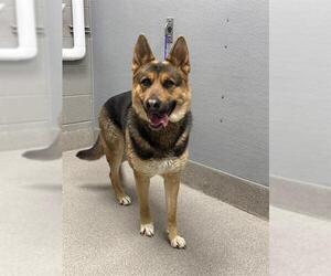 German Shepherd Dog-Unknown Mix Dogs for adoption in Las Vegas, NV, USA