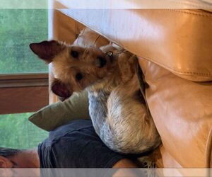 Mutt Dogs for adoption in East Derry, NH, USA