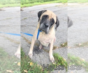 Mastiff Dogs for adoption in Tremont, IL, USA