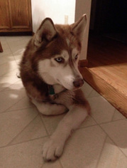 Siberian Husky Dogs for adoption in Maple Grove, MN, USA