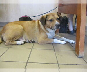 Mutt Dogs for adoption in Ocala, FL, USA