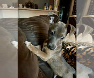 Dachshund-Unknown Mix Dogs for adoption in Mooresville, NC, USA