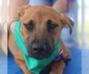 Labrador Retriever-Unknown Mix Dogs for adoption in San Antonio, TX, USA