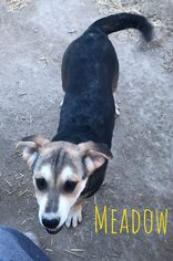 Mutt Dogs for adoption in Carson City, NV, USA