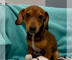 Dachshund-Unknown Mix Dogs for adoption in Weston, FL, USA