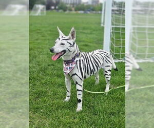 Australian Kelpie-Unknown Mix Dogs for adoption in Salt Lake City, UT, USA