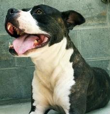 Bull-Boxer Dogs for adoption in Washington, DC, USA