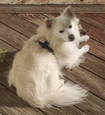 Medium Photo #1 American Eskimo Dog Puppy For Sale in Randallstown, MD, USA