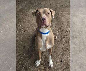 Mutt Dogs for adoption in Riverside, CA, USA