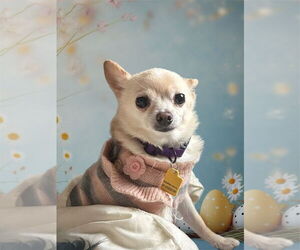 Chihuahua-Unknown Mix Dogs for adoption in Bellingham, WA, USA