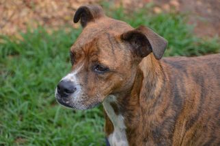 Boxer Dogs for adoption in Athens, AL, USA