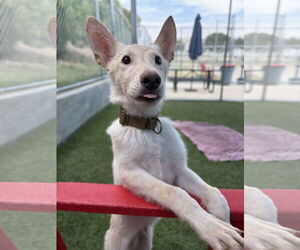 Mutt Dogs for adoption in Woodbury, NY, USA