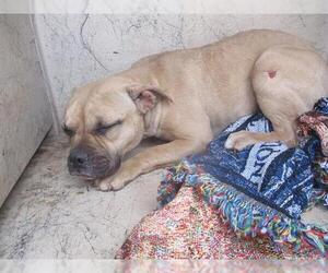 Bulldog-Unknown Mix Dogs for adoption in Oklahoma City, OK, USA