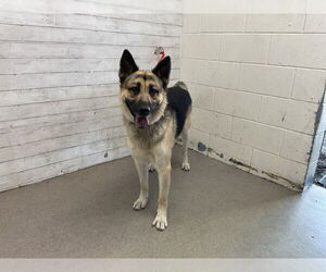 German Shepherd Dog Dogs for adoption in San Bernardino, CA, USA