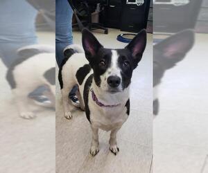 Pembroke Welsh Corgi Dogs for adoption in Fargo, ND, USA