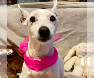 Jack Russell Terrier-Unknown Mix Dogs for adoption in Springdale, PA, USA