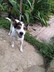 Jack-Rat Terrier Dogs for adoption in New Hampton, NY, USA