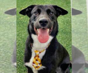Borador Dogs for adoption in Denton, TX, USA