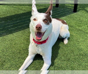 Border Collie-Unknown Mix Dogs for adoption in Orange, CA, USA