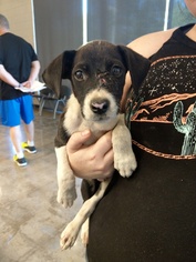 Medium Photo #5 Labrador Retriever-Unknown Mix Puppy For Sale in Pawtucket, RI, USA