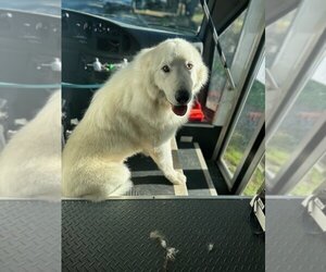 Great Pyrenees Dogs for adoption in Pacifica, CA, USA
