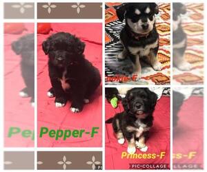 Medium Photo #13 Retriever -Unknown Mix Puppy For Sale in Anchorage, AK, USA