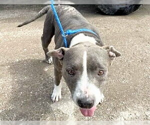 Mutt Dogs for adoption in Houston, TX, USA