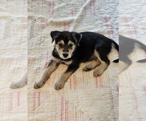 Airedale Terrier-German Shepherd Dog Mix Dogs for adoption in Lakewood, CO, USA