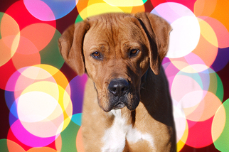 Bluetick Coonhound-Redbone Coonhound Mix Dogs for adoption in Nashville, TN, USA