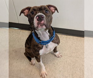 Bulldog-Unknown Mix Dogs for adoption in Plano, TX, USA
