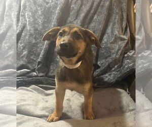 Mutt Dogs for adoption in Springdale, PA, USA